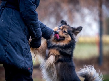 Kulka radości w postaci MacGyvera poszukuje domu - adoptujesz?-1