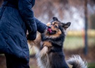 Kulka radości w postaci MacGyvera poszukuje domu - adoptujesz?