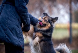 Kulka radości w postaci MacGyvera poszukuje domu - adoptujesz?