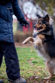 Kulka radości w postaci MacGyvera poszukuje domu - adoptujesz?-2