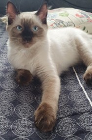 Ostatni kotek Ragdoll-2