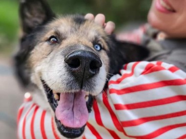 Nie bój się adoptować seniora - Nanuk marzy o własnej rodzinie/ nowe zdjęcia!-1