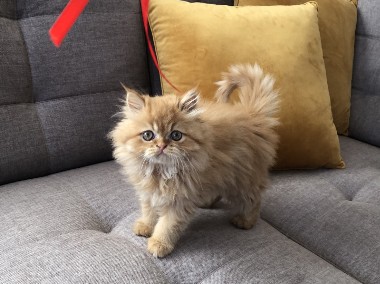 Rudo-biszkoptowa kotka perska-1