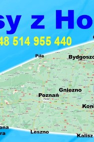 Przewóz osób /do Holandii Belgia Niemcy /Włocławek i okolice -2