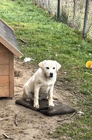 Labrador Biszkoptowy, suczka z rodowodem.-2