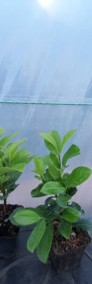  Laurowiśnia Wschodnia 'Rotundifolia' 10-35 cm Donica 0,5-2 L Dostawa -3