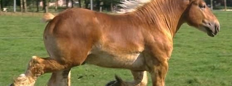 Ukraina.Ciezkie konie wlodzimierskie o duzej masie ciala w cenie3zl/kg-1