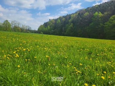 Bochnia,Łapanów,Tarnawa,rola,rzeka,las.ekologia.-1