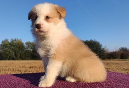 BORDER COLLIE - Samiec / Pies ee-red z hodowli WIĄZ