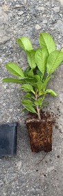 Laurowiśnia Wschodnia 'Rotundifolia' 10-35 cm Donica 0,5-2 L Dostawa -4