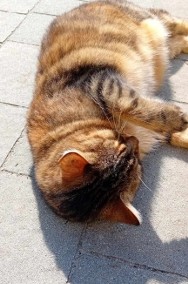 Piękna domowa koteczka wyrzucona na ulicę-2