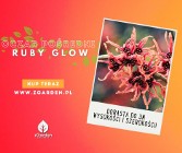 Oczar Pośredni Ruby Glow