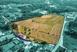 Dom Viana Do Castelo