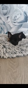 Chihuahua piesek czarny do odbioru -3