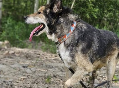 Pokochaj Nanuka, co tak długo rodziny szuka - daj dom na ostatnie lata-1