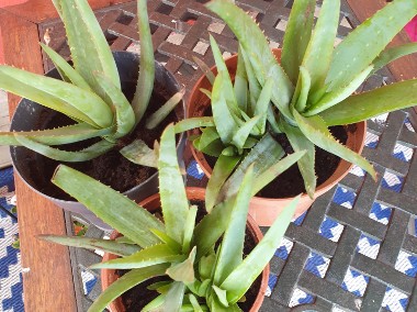 ALOES Zwyczajny Domowa Lecznicza Roślina -Sukulent-1