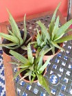 ALOES Zwyczajny Domowa Lecznicza Roślina -Sukulent