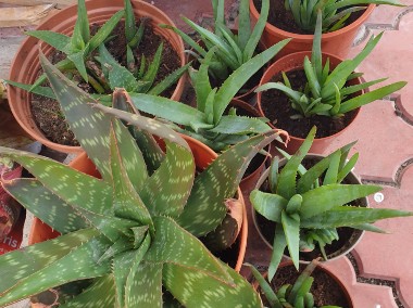 ALOES Zwyczajny Domowa Lecznicza Roślina -Sukulent-2