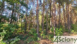 Działka leśna Truskaw