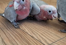 Papugi ręcznie karmione amazonki, kakadu , rudosterki 