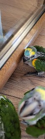 Papugi ręcznie karmione amazonki, kakadu , rudosterki -3
