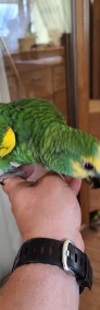 Papugi ręcznie karmione amazonki, kakadu , rudosterki -4