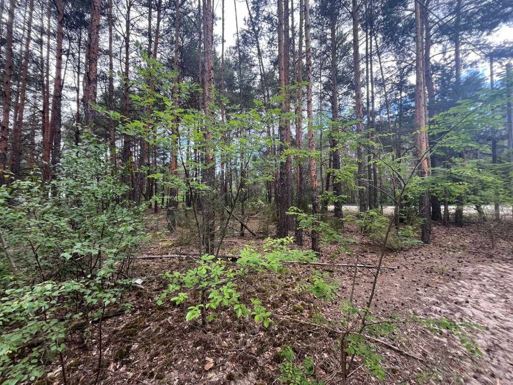 Leśna działka 1760 m² | starodrzew | mpzp + media - Widok 2