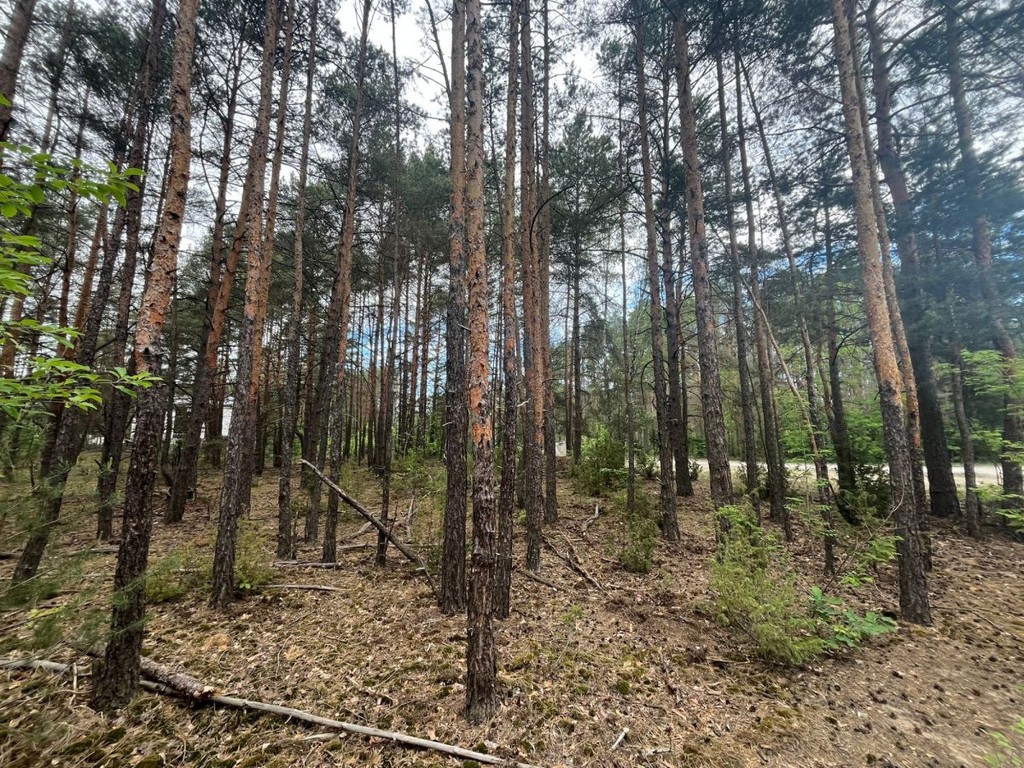 Leśna działka 1760 m² | starodrzew | mpzp + media - Widok 3