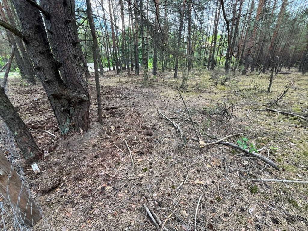 Leśna działka 1760 m² | starodrzew | mpzp + media - Widok 4