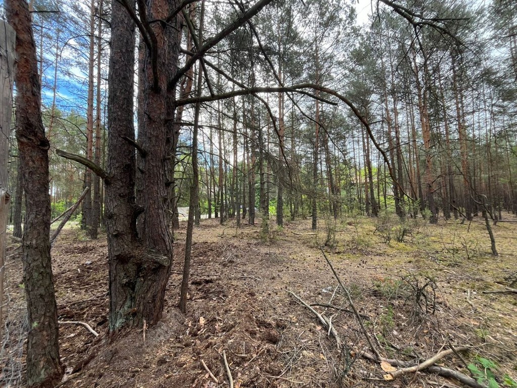 Leśna działka 1760 m² | starodrzew | mpzp + media - Widok 5
