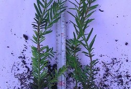 Cis Pośredni "Hicksi" 20 cm 1,40zł/szt. Sadzonka Taxus Pabianice