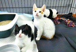 Dwa kotki pilnie poszukują domów (niewychodzących)