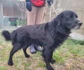 HOROD W TYPIE FLAT COATED RETRIEVERA SZUKA DOMU... 