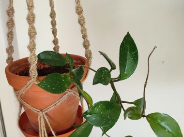 Roślina: Hoya Carnosa w terakotowej doniczce w jutowej makramie (dwie sadzonki) -1