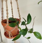 Roślina: Hoya Carnosa w terakotowej doniczce w jutowej makramie (dwie sadzonki) 