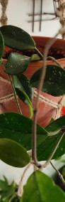 Roślina: Hoya Carnosa w terakotowej doniczce w jutowej makramie (dwie sadzonki) -3