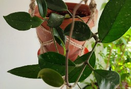 Roślina: Hoya Carnosa w terakotowej doniczce w jutowej makramie (dwie sadzonki) 