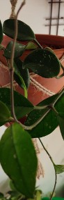 Roślina: Hoya Carnosa w terakotowej doniczce w jutowej makramie (dwie sadzonki) -4
