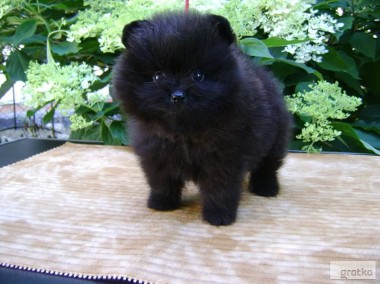 Pomeranian szpic miniaturowy - czarny-1
