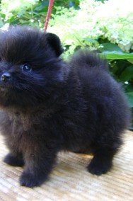 Pomeranian szpic miniaturowy - czarny-2