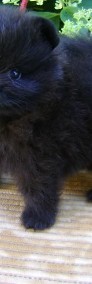 Pomeranian szpic miniaturowy - czarny-3