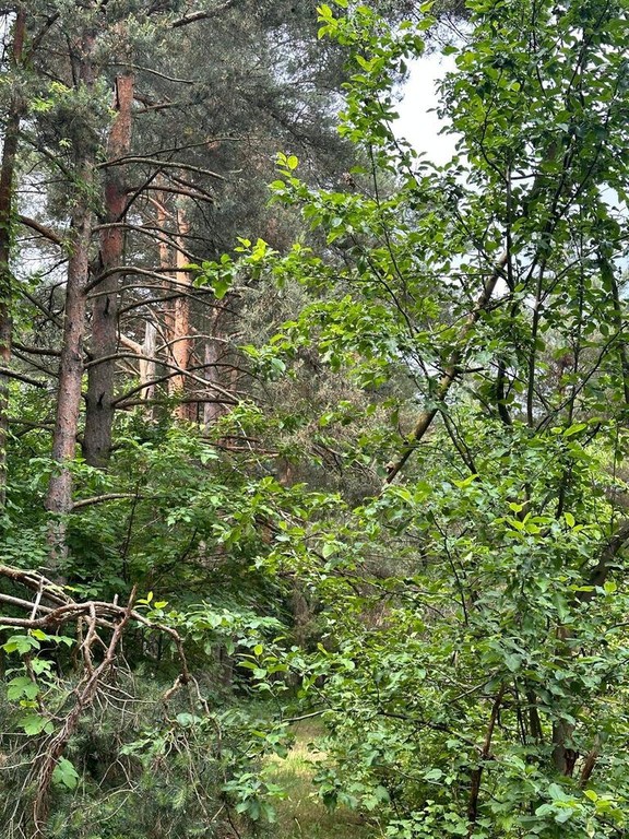 Działka inwestycyjna w otulinie lasu. - Vista 4