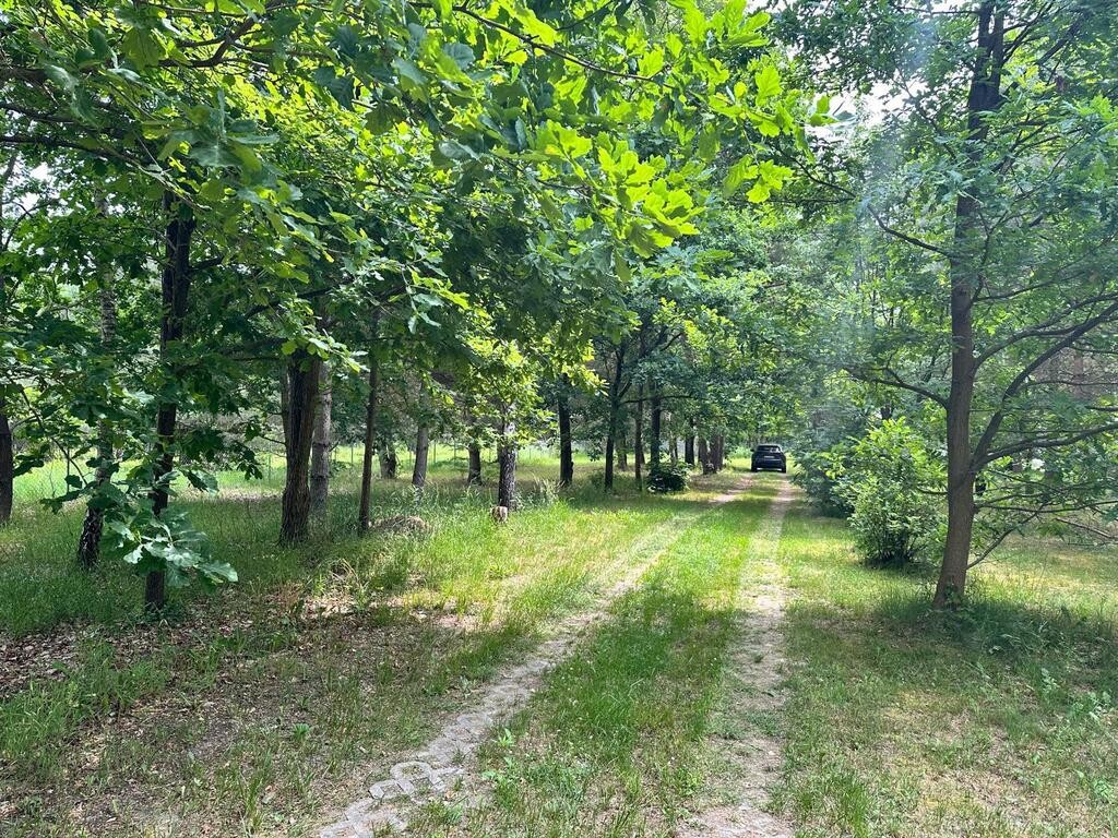 Działka inwestycyjna w otulinie lasu. - Més