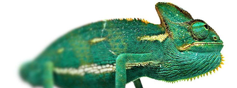 Chamaeleon calyptratus - Kameleon jemeński - samiec-1