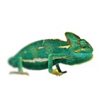 Chamaeleon calyptratus - Kameleon jemeński - samiec