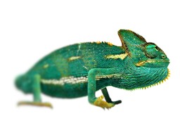 Chamaeleon calyptratus - Kameleon jemeński - samiec