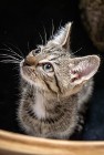 Do adopcji poleca się Korfu, urocza, miziasta koteczka!