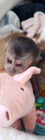 Małpka Kapucynka Czubata chłopczyk -3