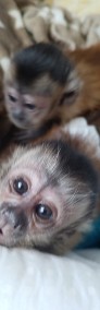 Małpka Kapucynka Czubata chłopczyk -4