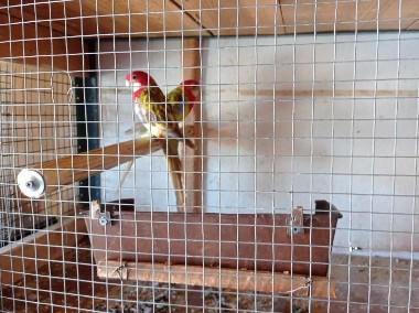 Papugi Rozella Białolice-1
